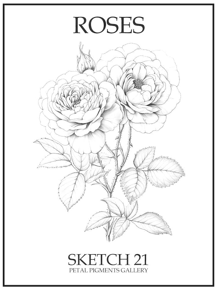 Roses Sketch 21 Poster