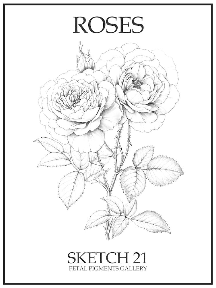 Roses Sketch 21 Poster