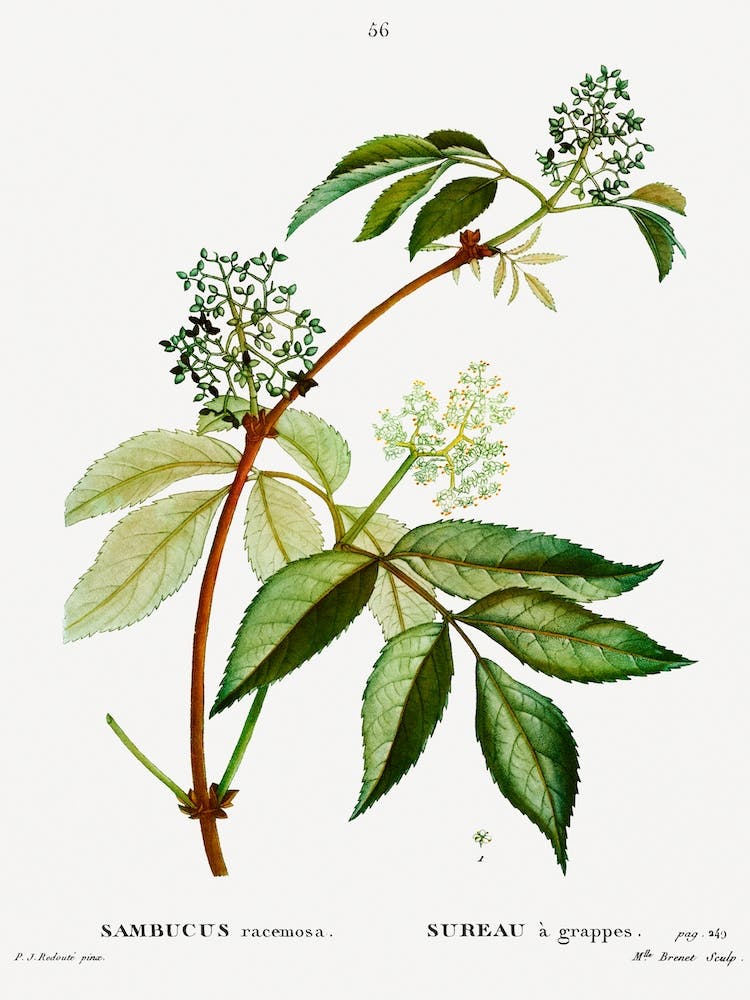Red Elderberry, Pierre Joseph Redoute