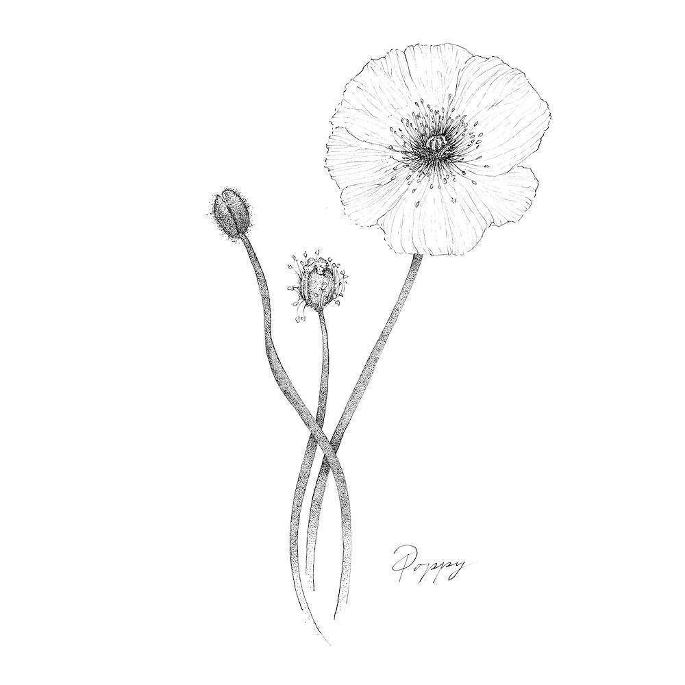 Poppy 2
