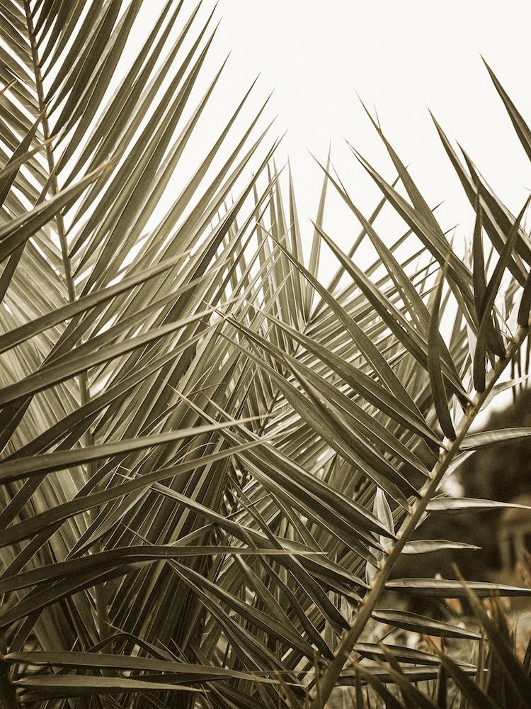 Palm Forest
