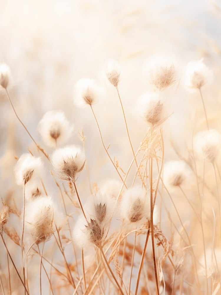 Boho Dried Flowers Everlasting Flower 4