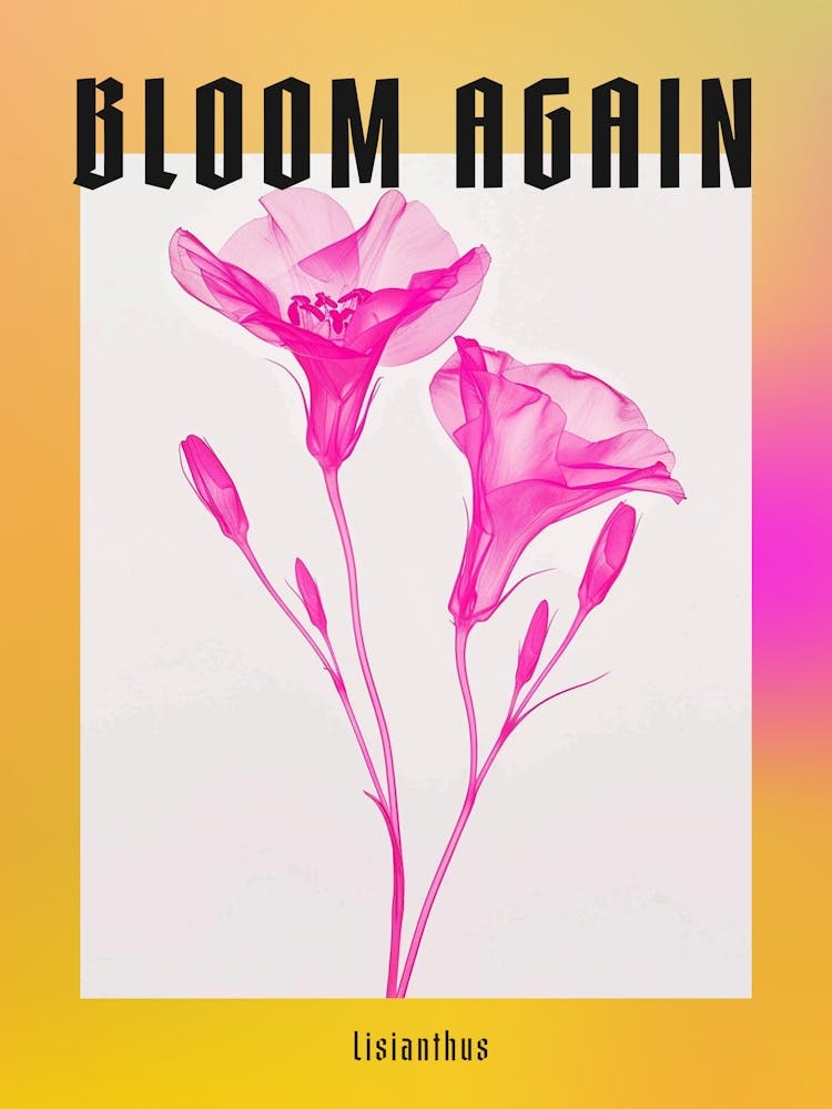 Hot Pink Lisianthus 2 Poster