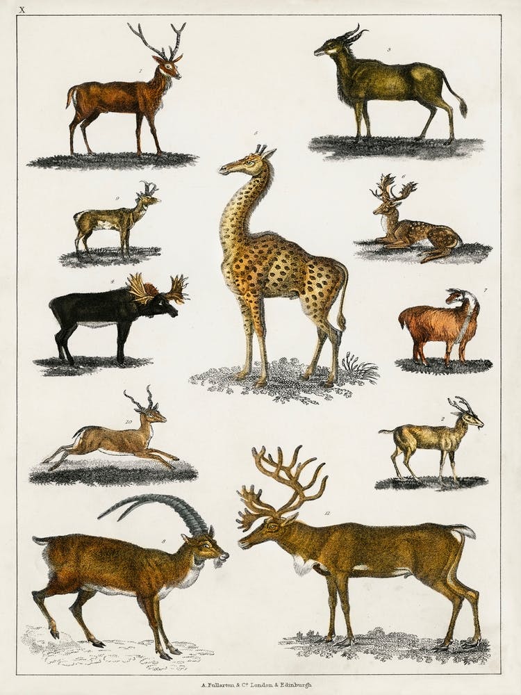 Collection Of Animal With Antlers, Oliver Goldsmith