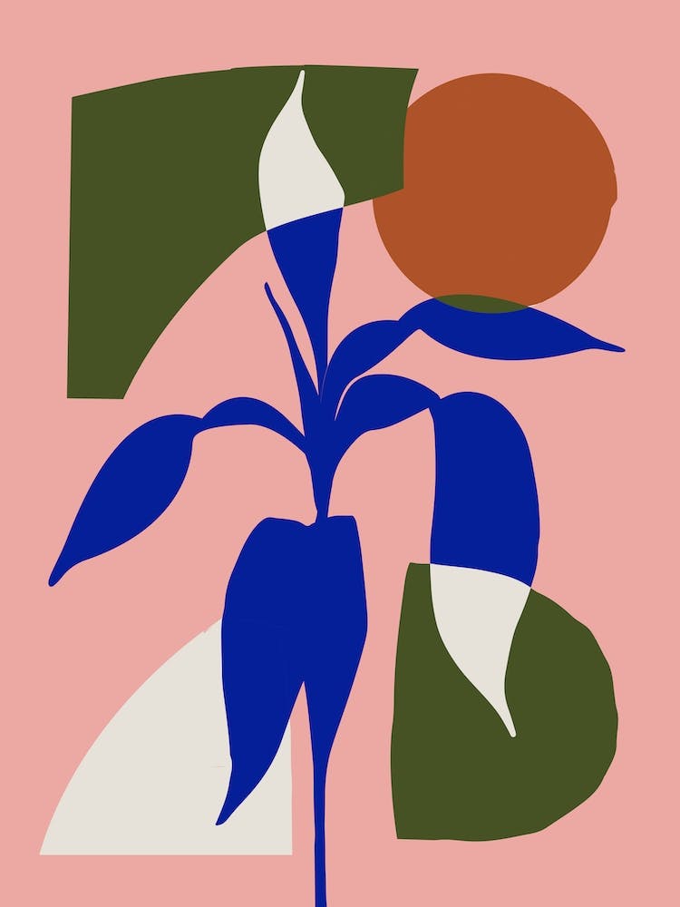Aspidistra Elatior