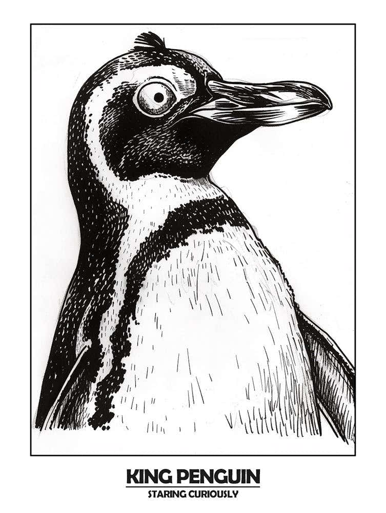 Penguin Staring Curiously Poster 6