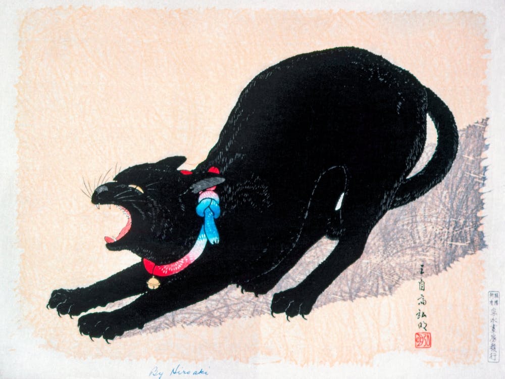 Black Cat Hissing, Hiroaki Takahashi