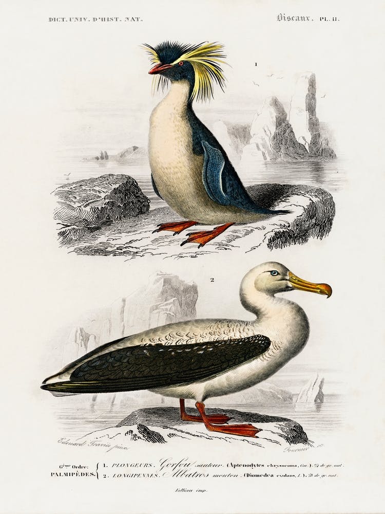 Different Types Of Birds, Charles Dessalines D'Orbigny 19