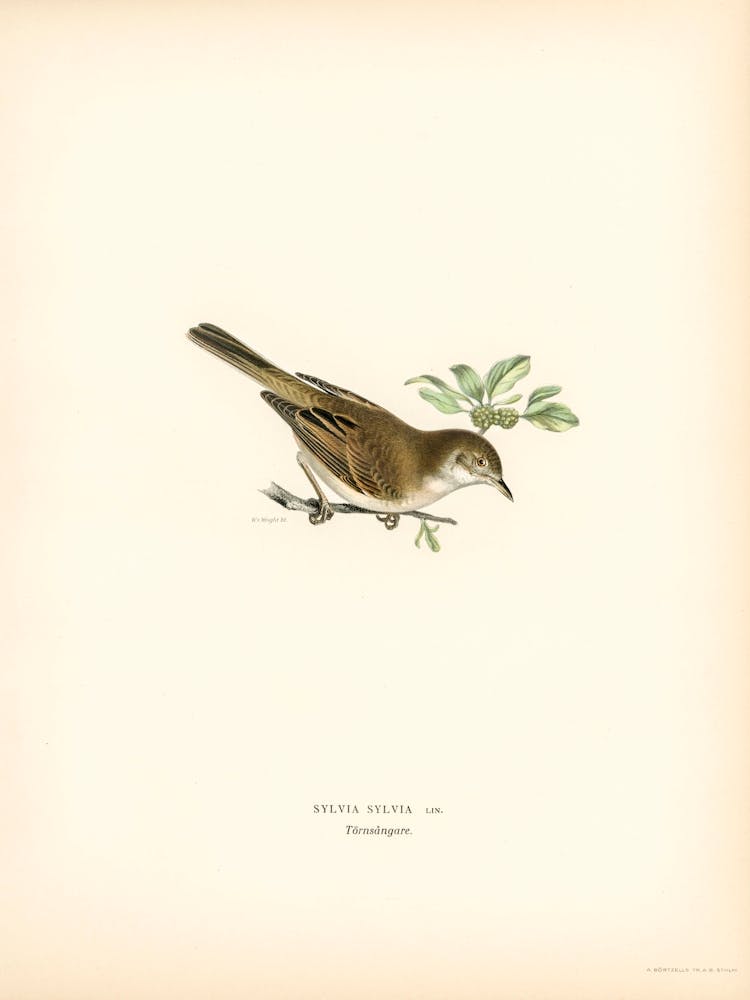 Common Whitethroat (Sylvia Communis), The Von Wright Brothers