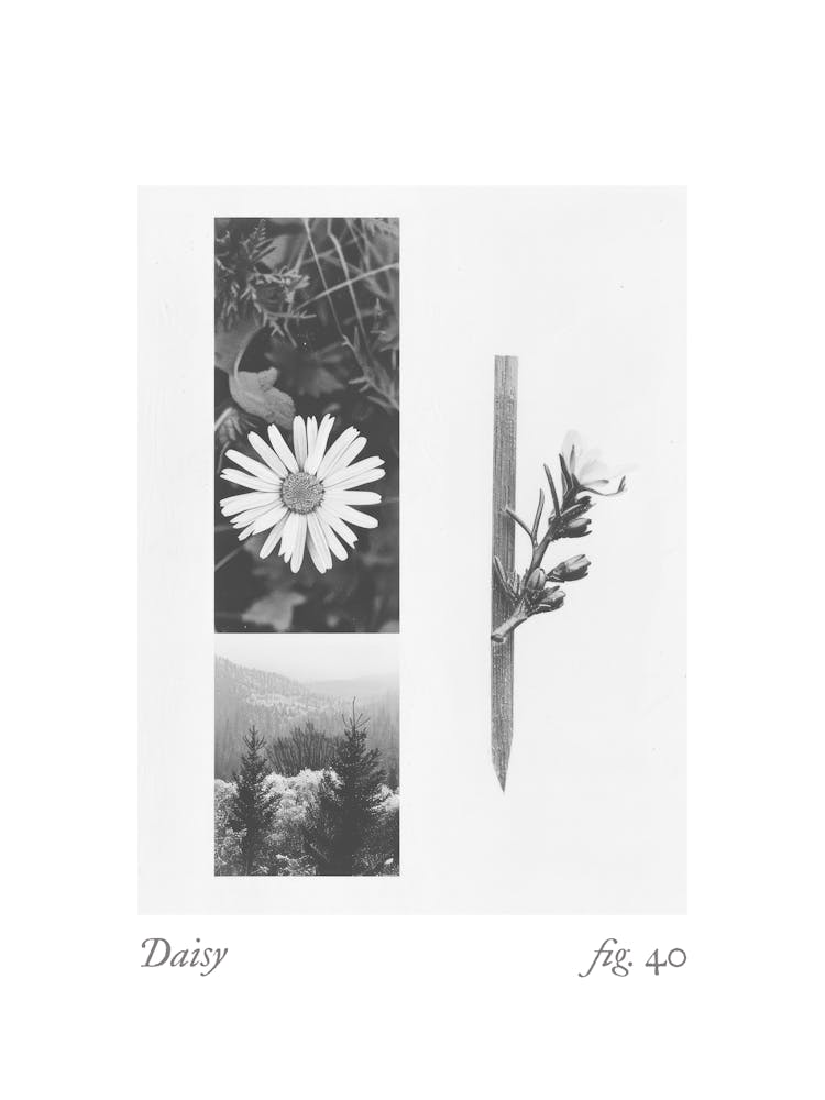 Daisy Botanical Collage 1
