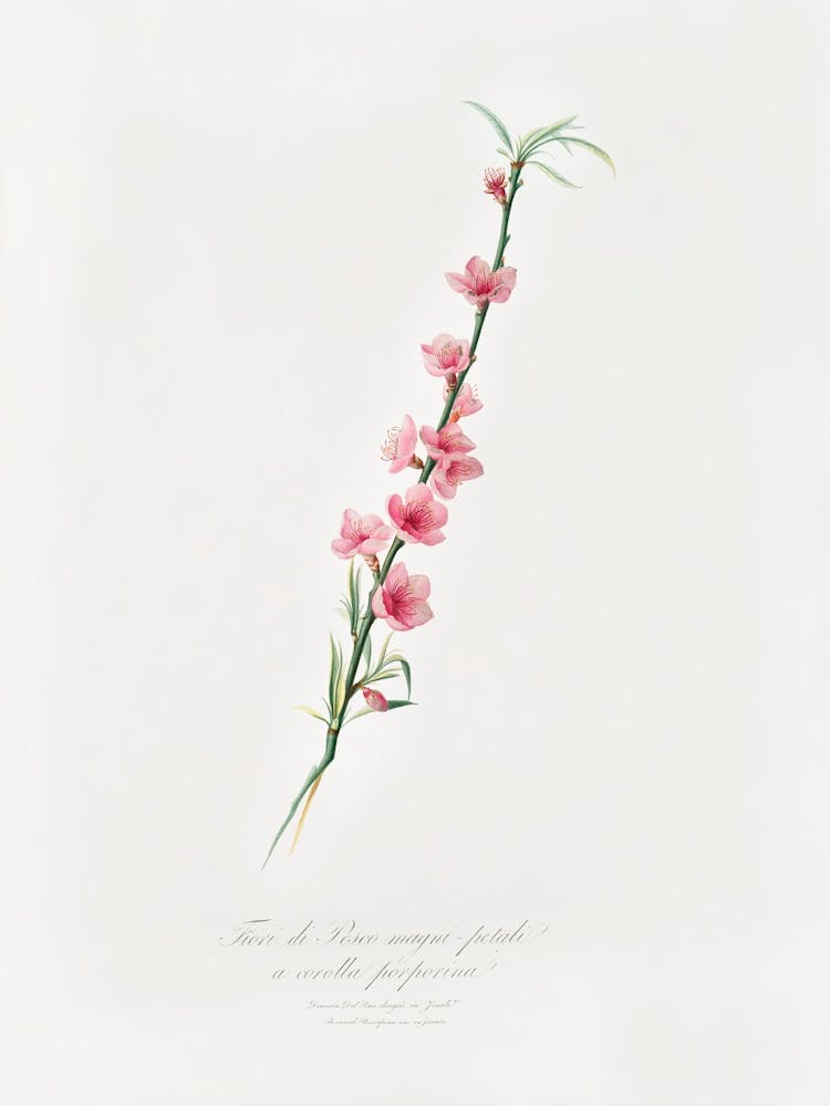Peach Blossoms (Prunus Persica) From Pomona Italiana (1817 1839), Giorgio Gallesio