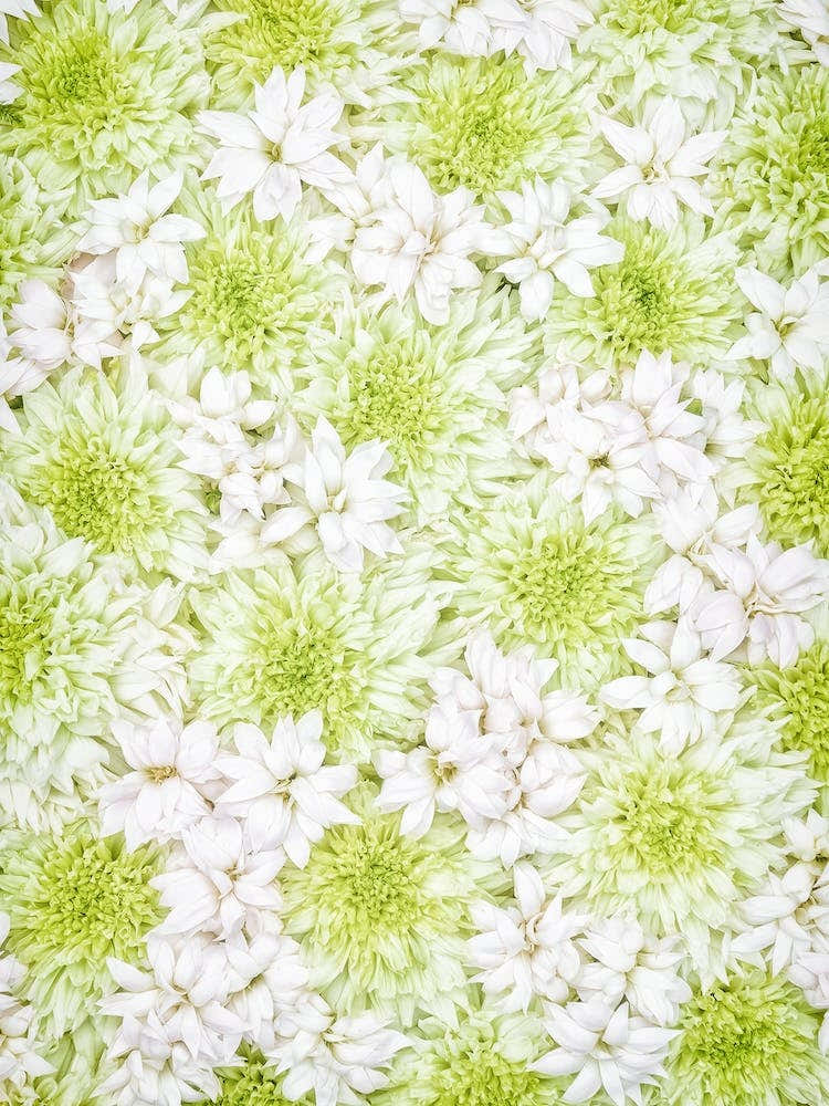 White Green Flowers