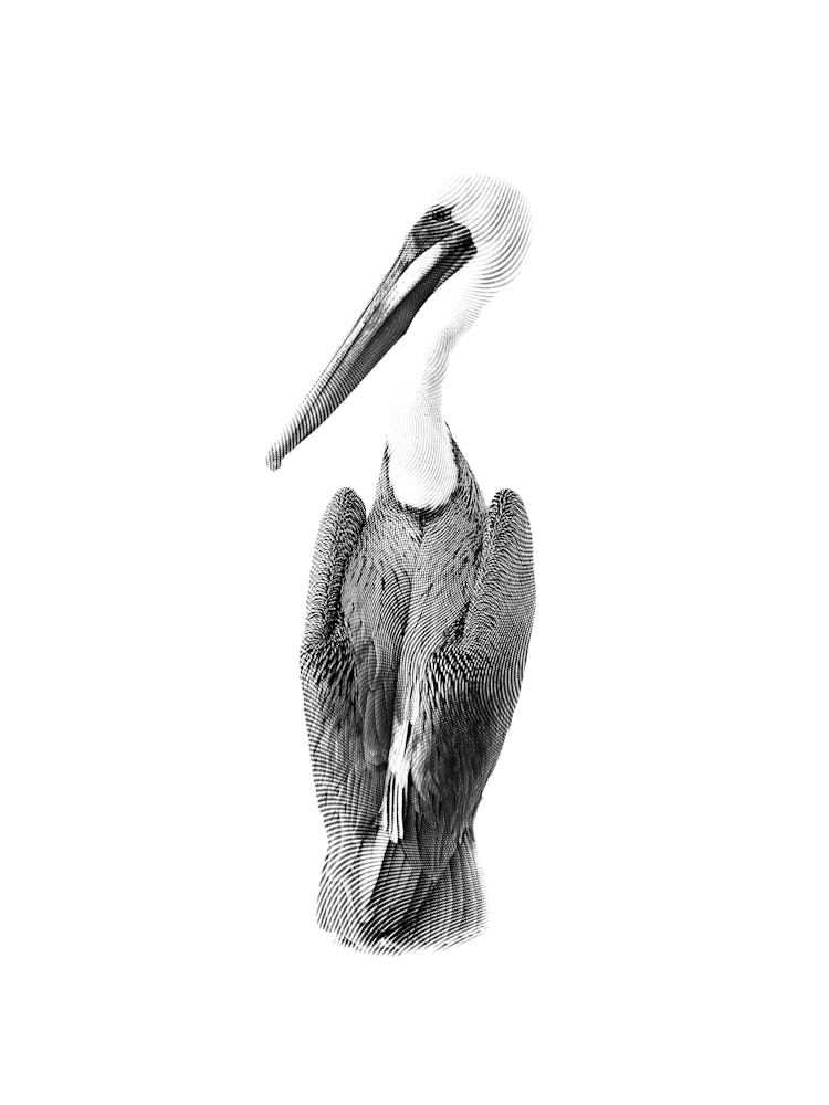 Black and White Pelican