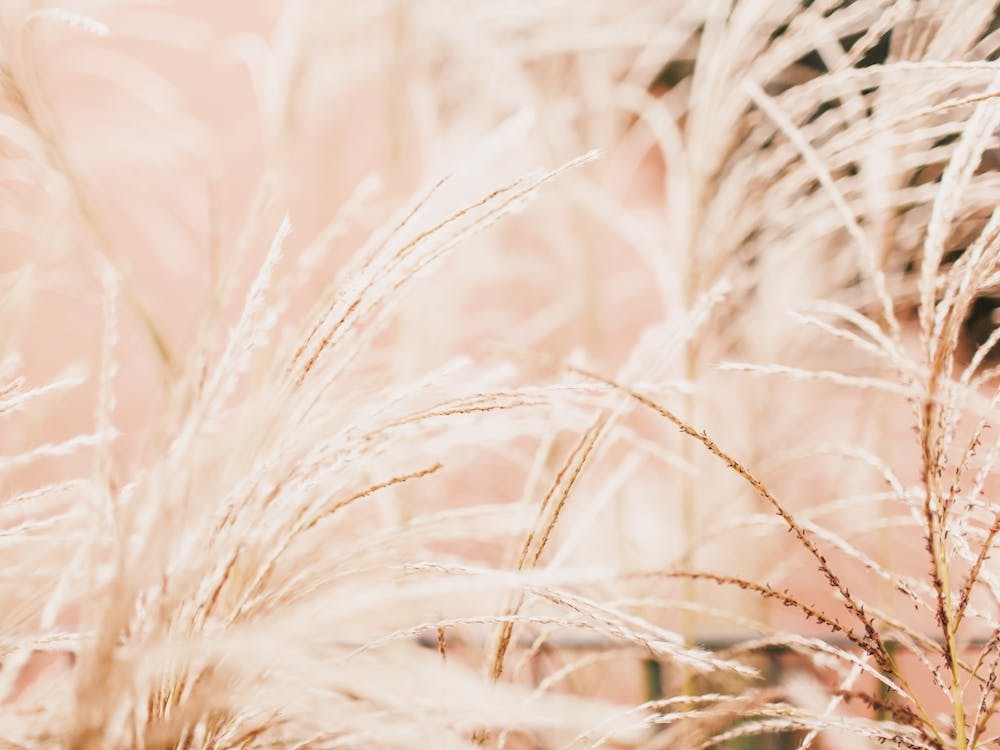 Pastel Grass