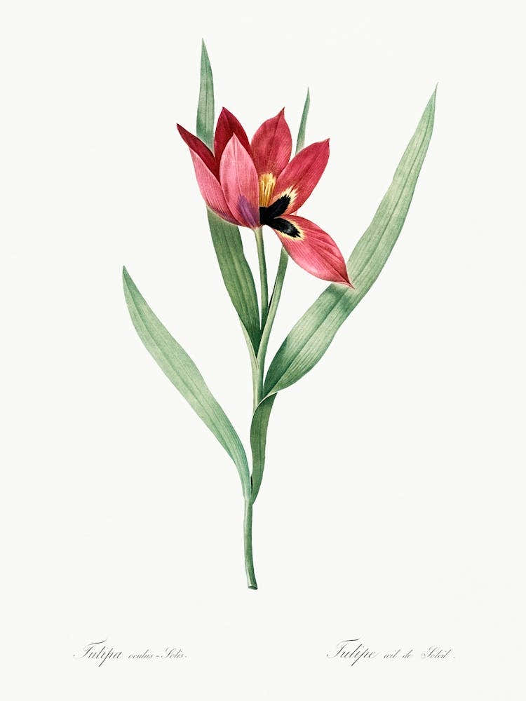 Tulipa Oculus Colis Illustration From Les Liliacées (1805), Pierre Joseph Redoute