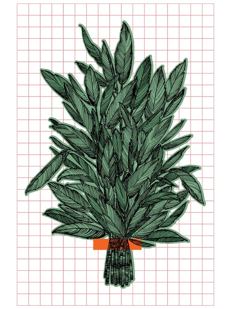 Geometric Sage Plant