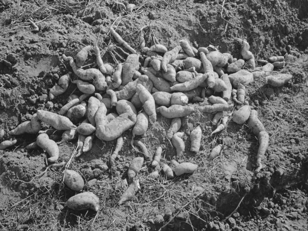 Sweet Potatoes In Field Near Laurel, Mississippi By Russell Lee