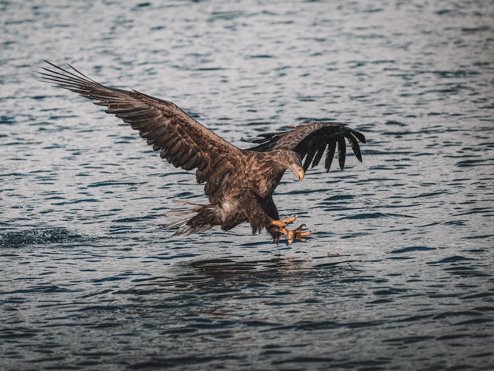 Sea Eagle Ocean