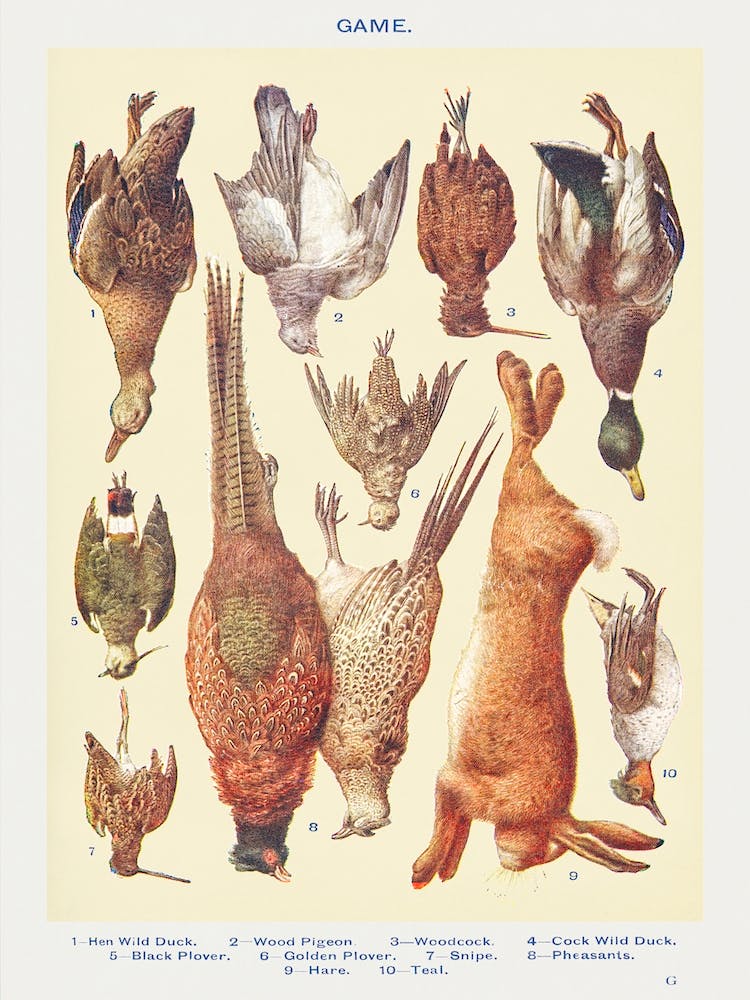 Game I Hen Wild Duck