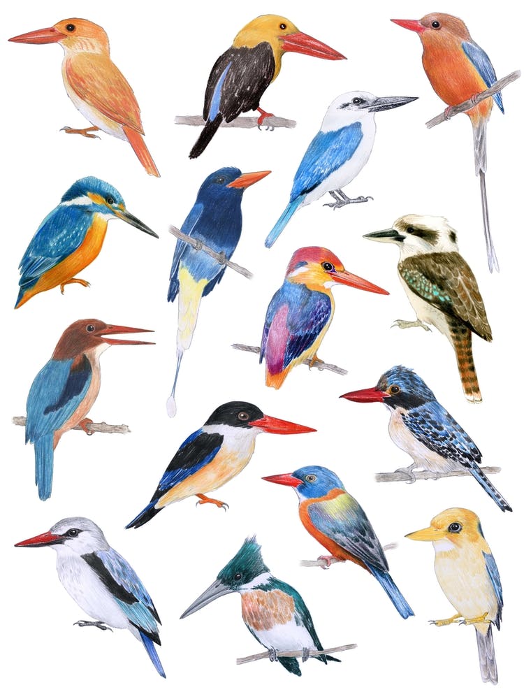 Kingfisher Birds Blue & Orange