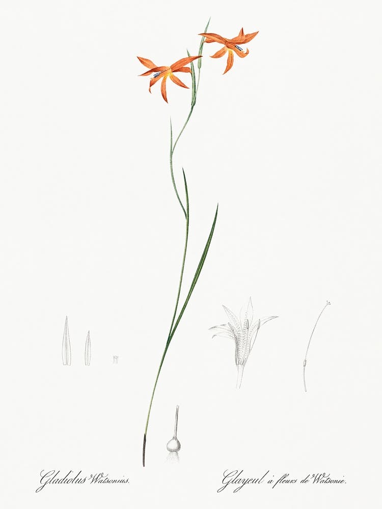 Gladiolus Watsonius Illustration From Les Liliacées (1805), Pierre Joseph Redoute