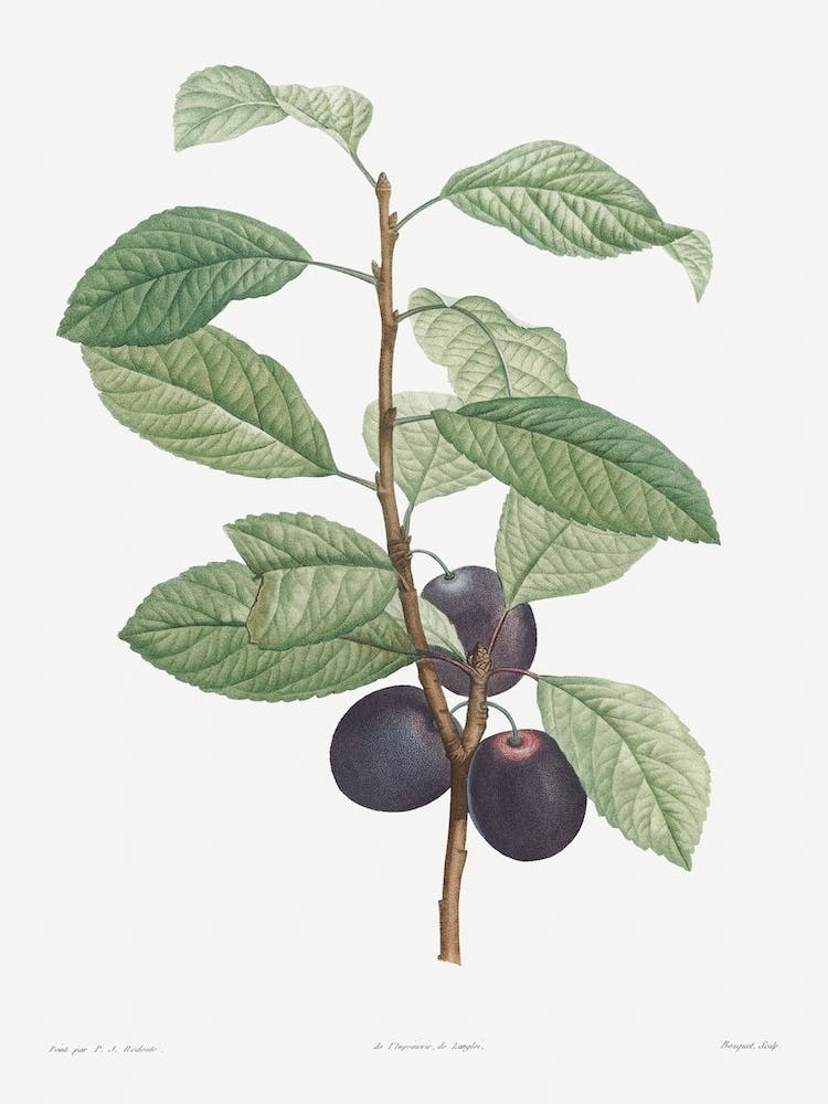 Prune Fruit From La Botanique De Jj Rousseau, Pierre Joseph Redouté