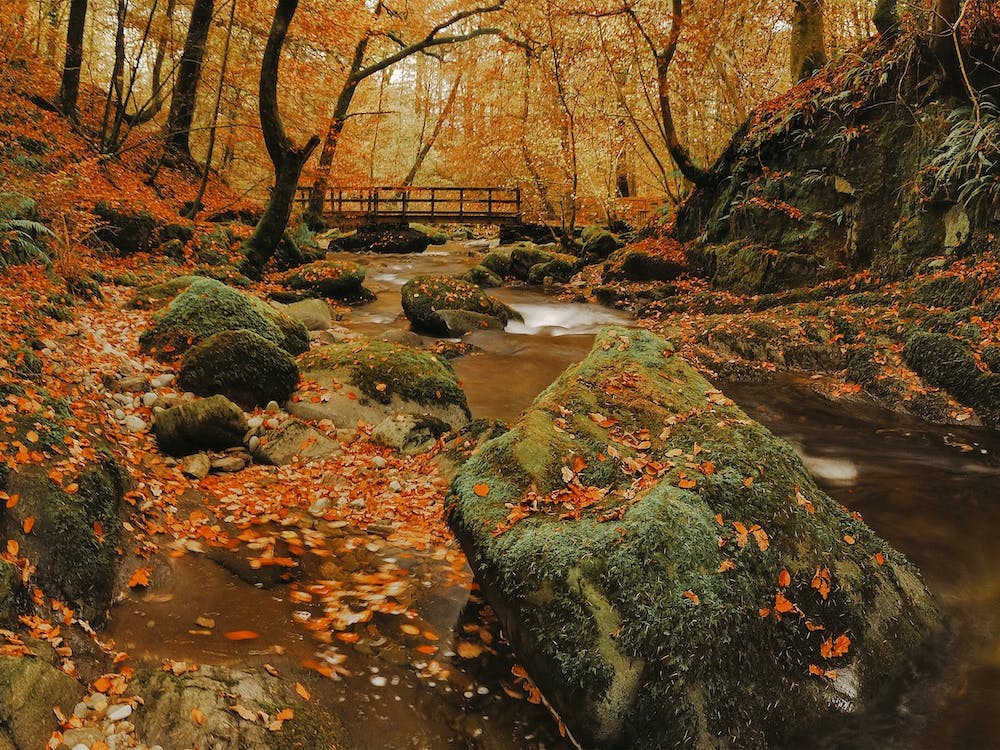 Autumn Creek Scenery