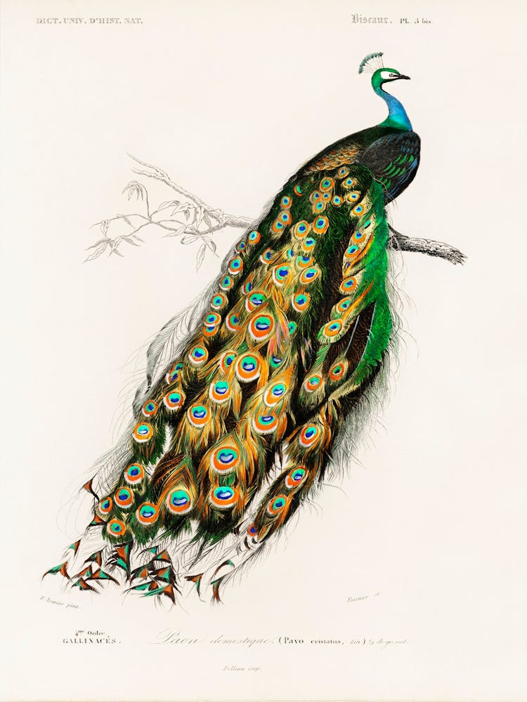 Indian Peafowl (Pavo Cristatus), Charles Dessalines D' Orbigny