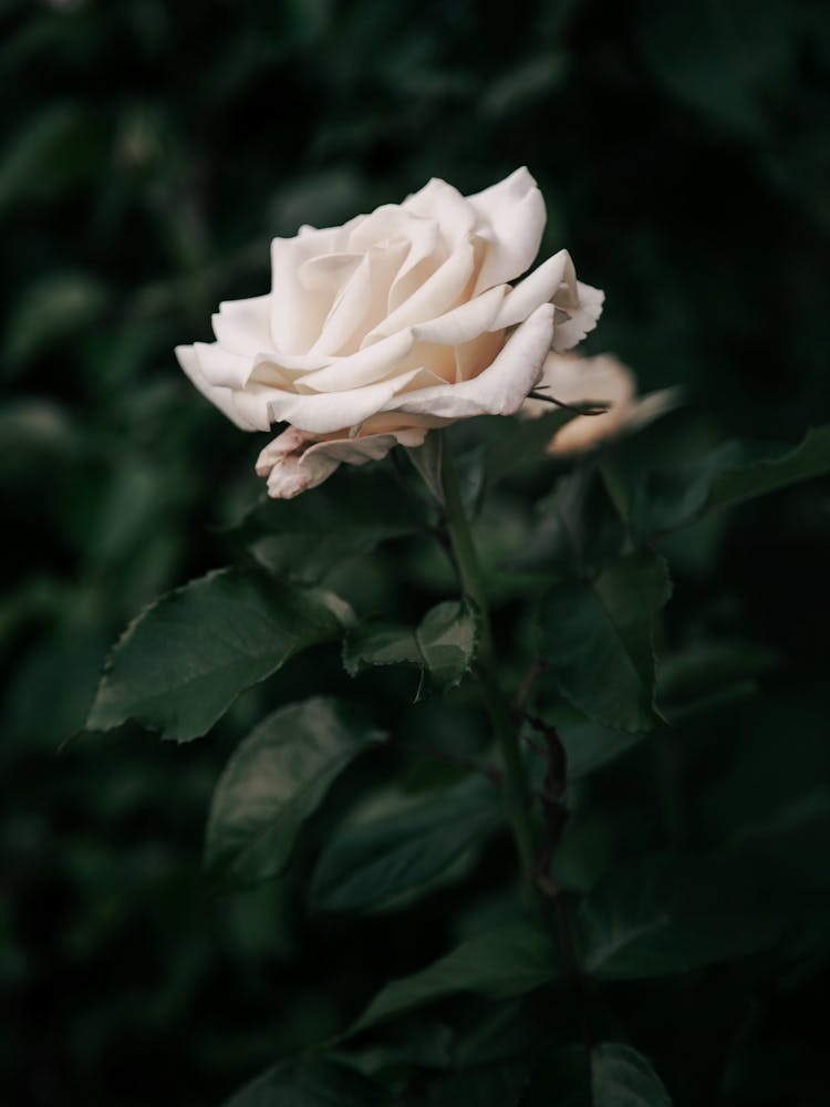 White Rose