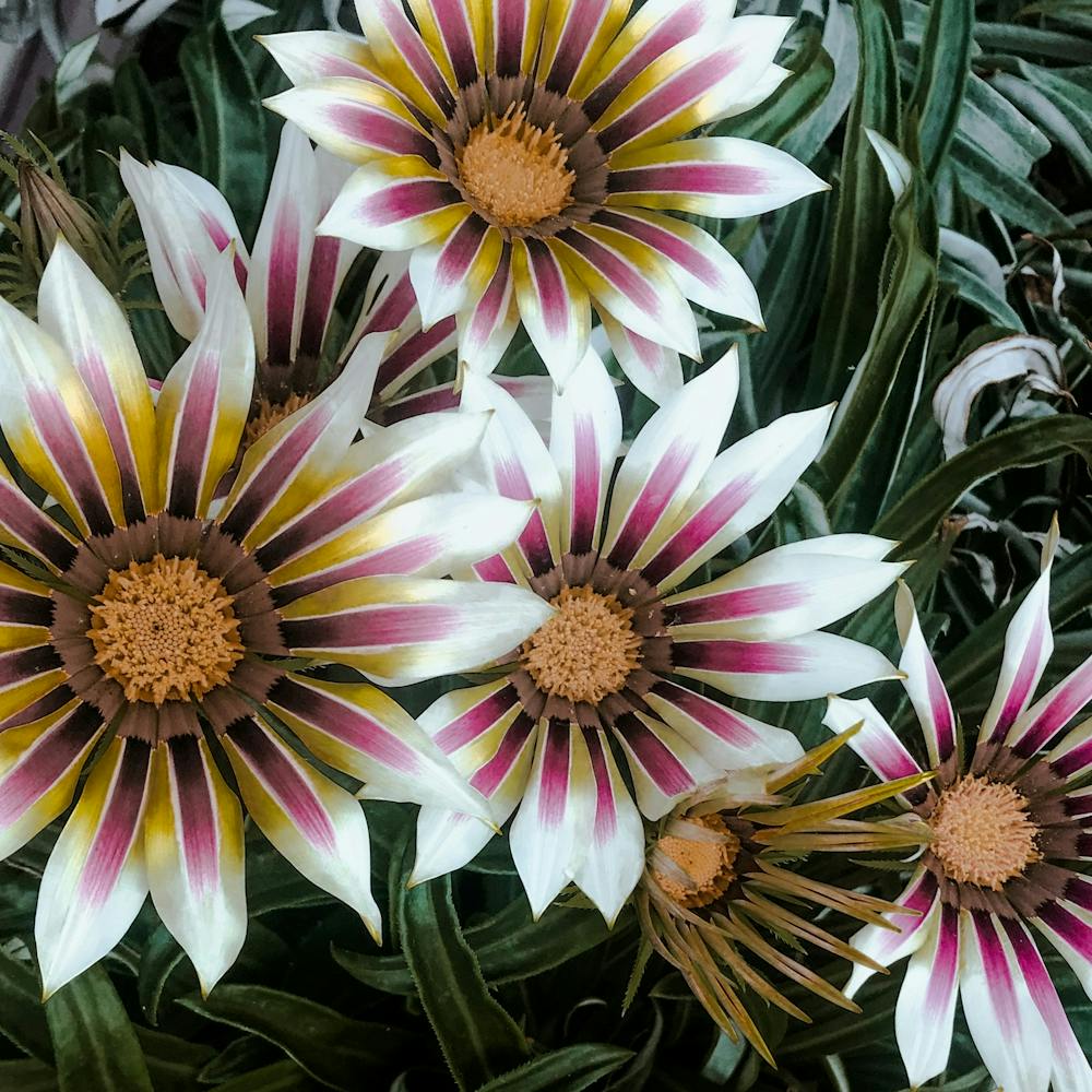 In The Garden Rhubarb Floral 