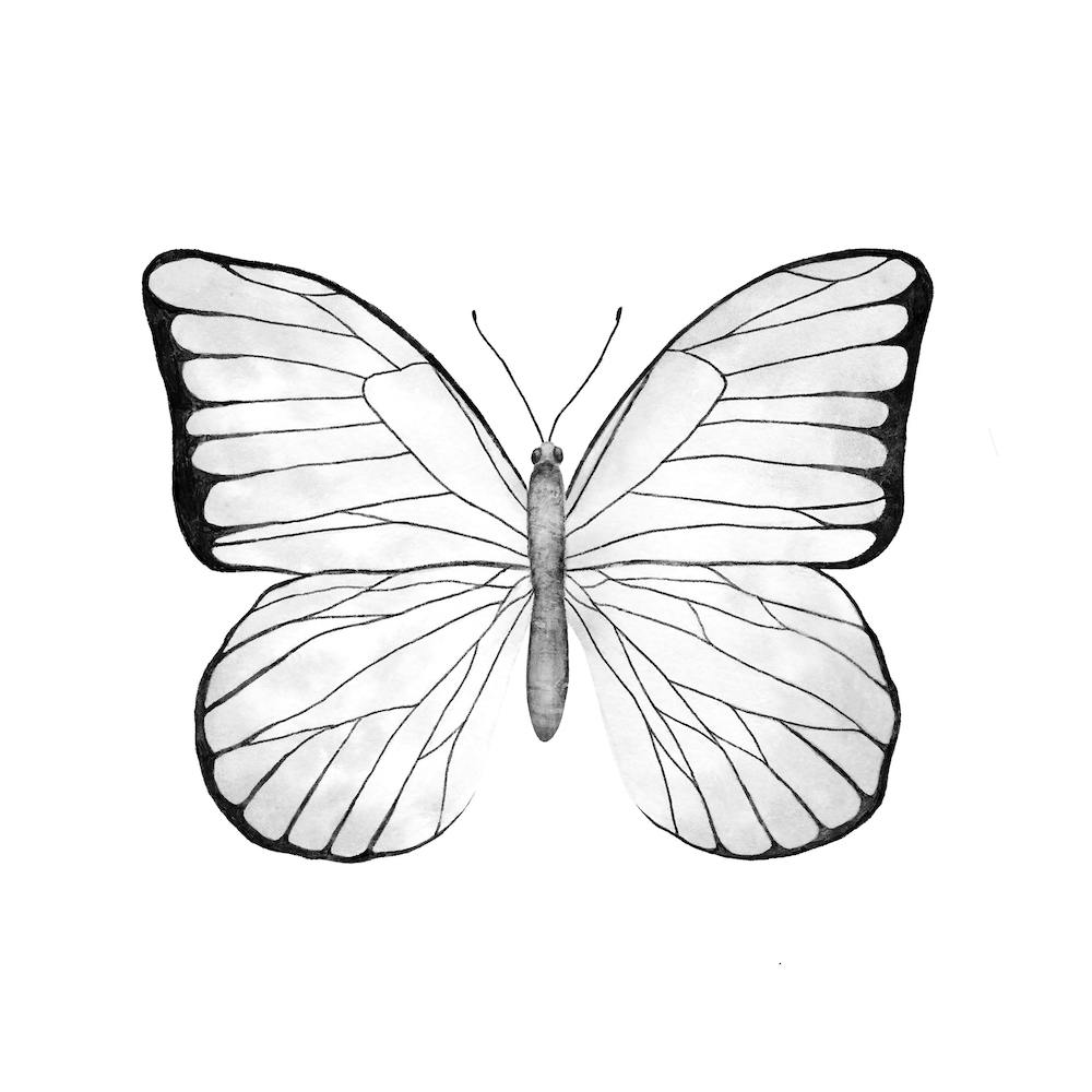 White Butterfly Square