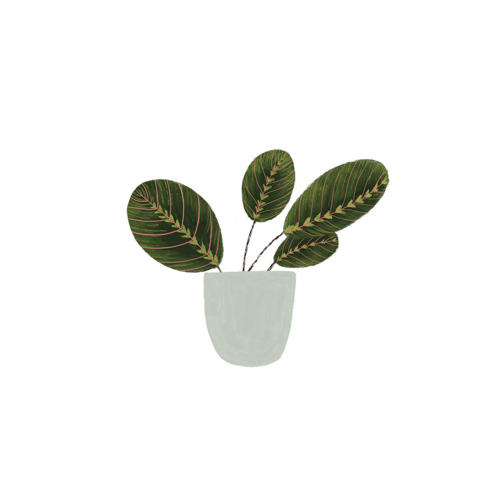Eucalyptus