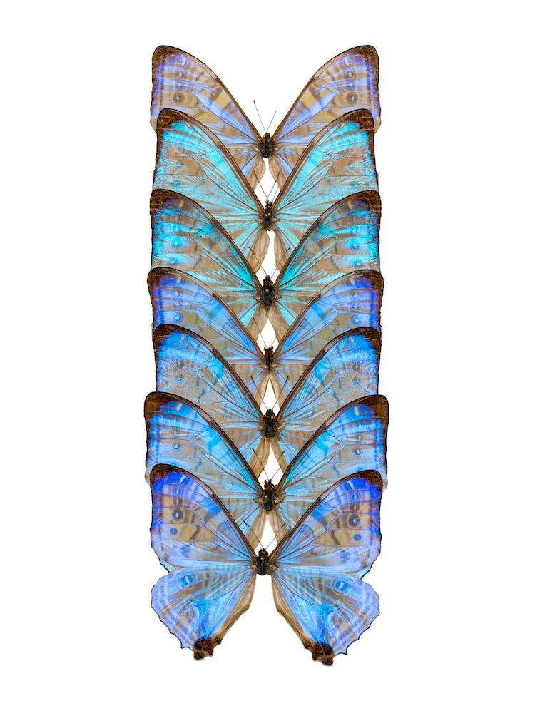Row Of Bright Blue Butterflies