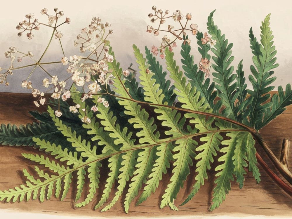 Botanical Fern Study - Vintage