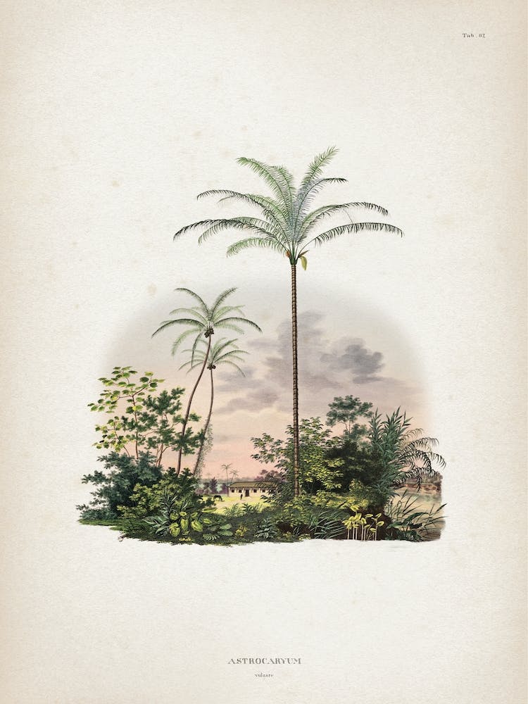 Vintage Martius 1 Astrocaryum Vulgare