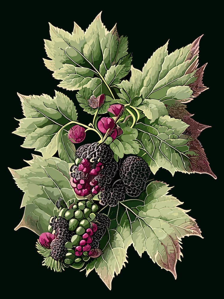 Blackberry Blossom Wildflower Vintage Botanical 1