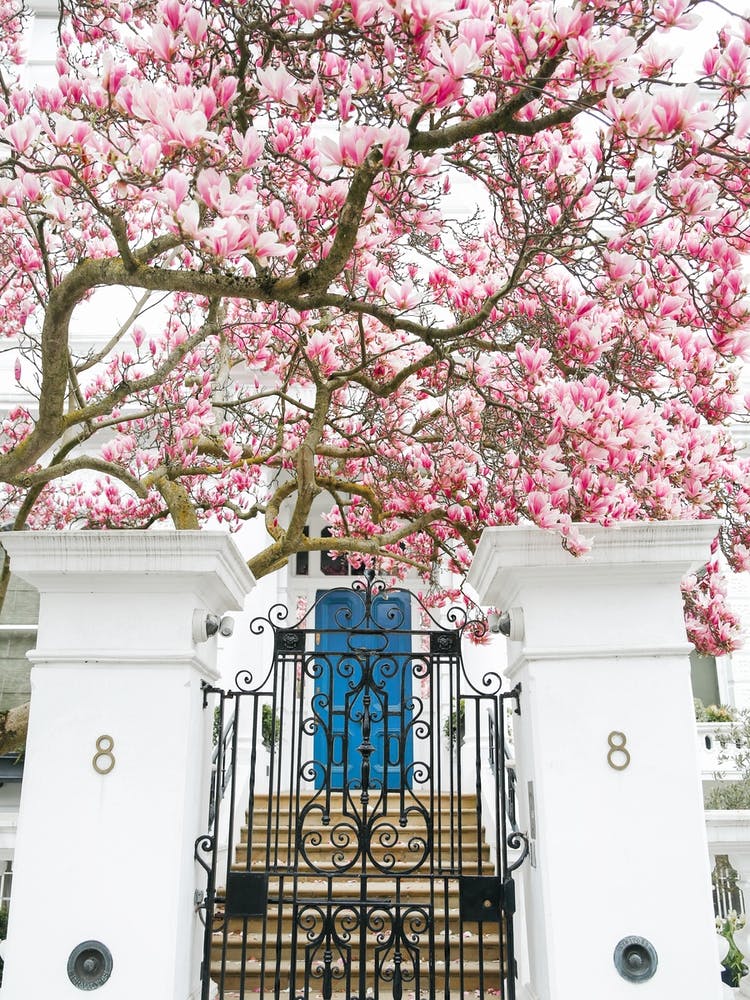 Magnolia Doorway