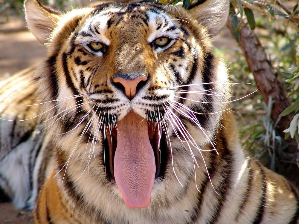 Visage de Tigre