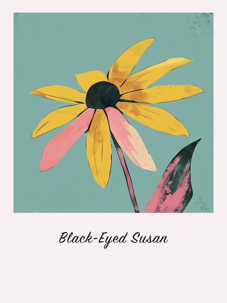 Black Eyed Susan 2 Square Flower Illustration Poster