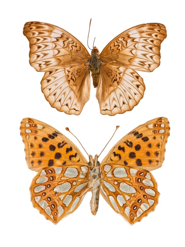 Two Silver And Gold Butterflies