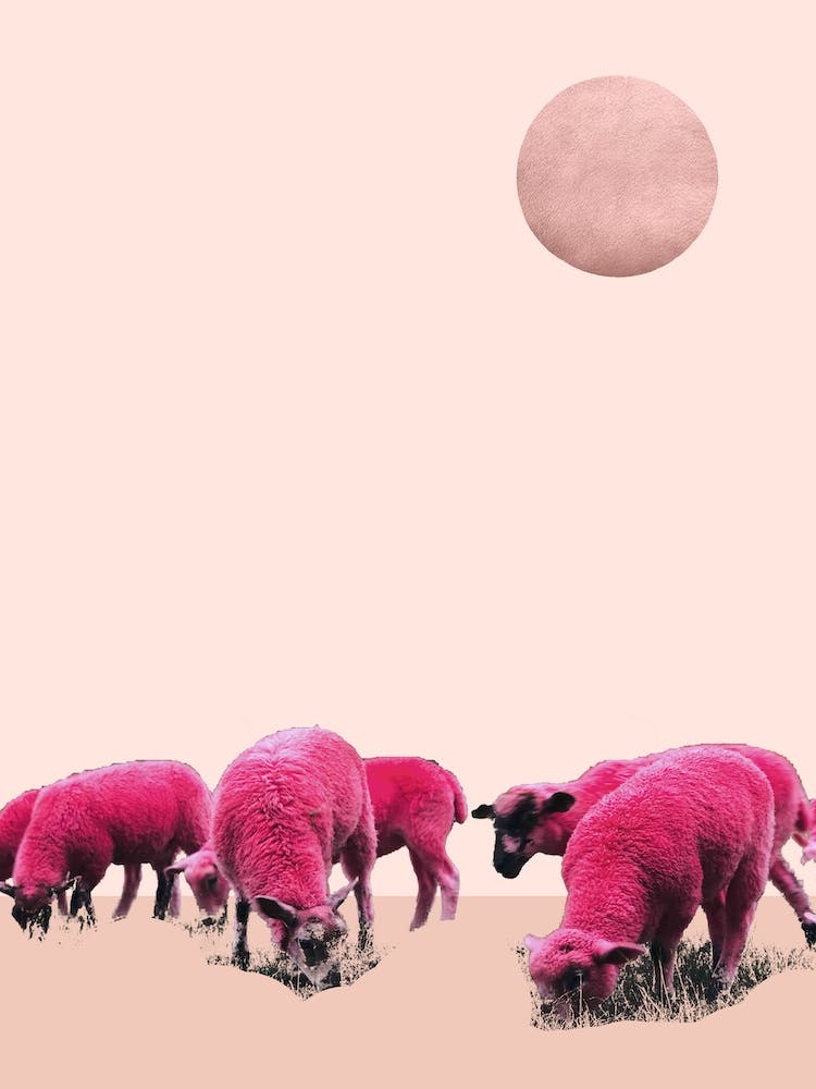 Pink Sheeps On Mars