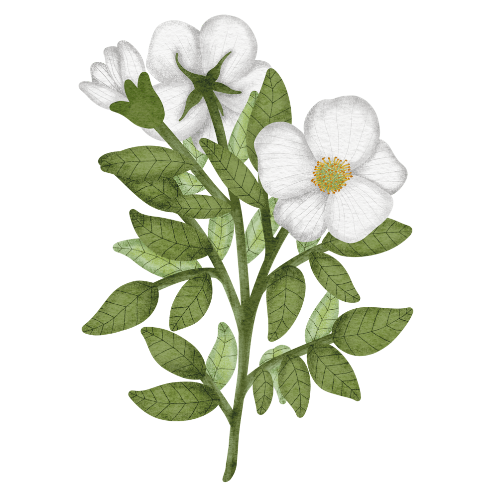 Rose family native wild rose