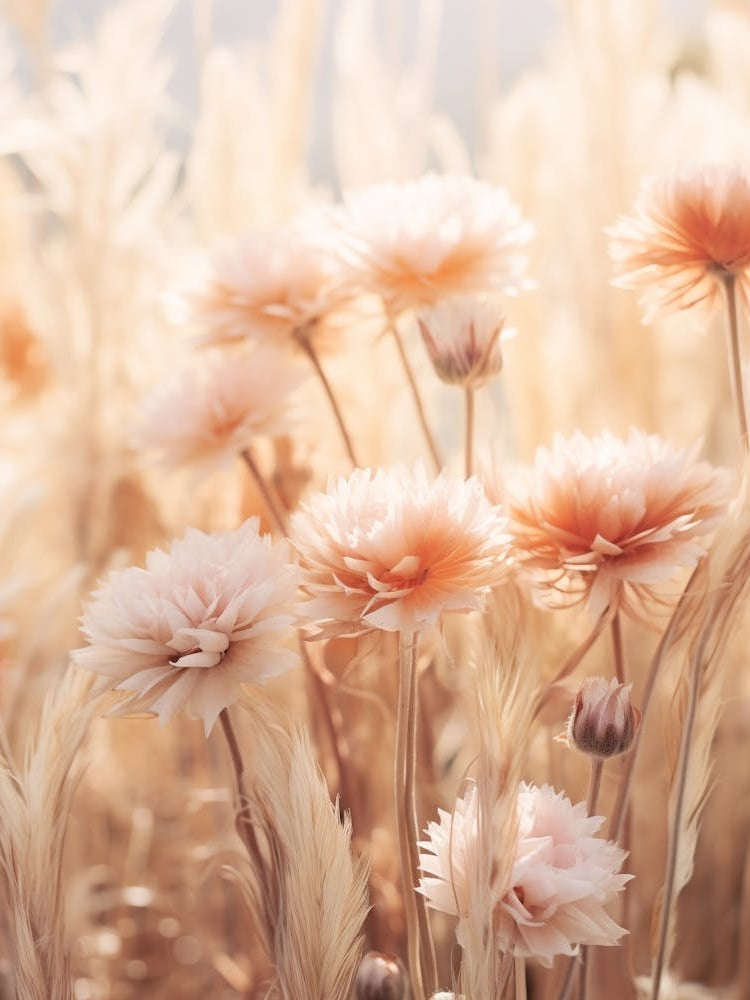 Boho Dried Flowers Gaillardia 4