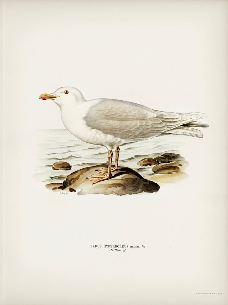 Glaucous Gull, The Von Wright Brothers