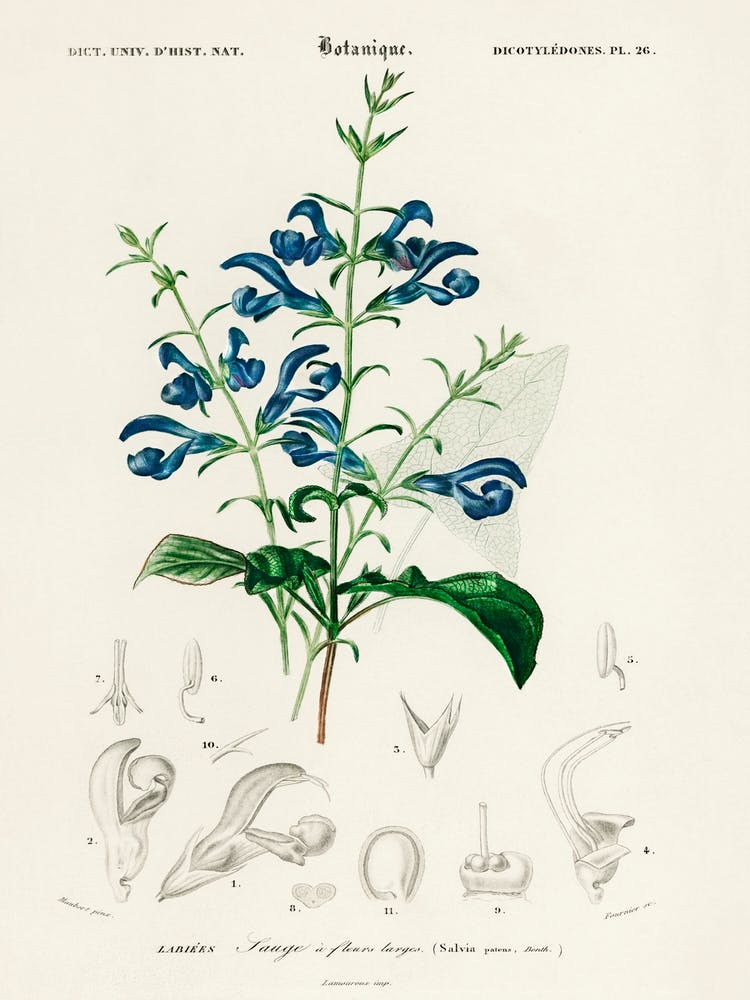 Salvia Patens, Charles Dessalines D' Orbigny
