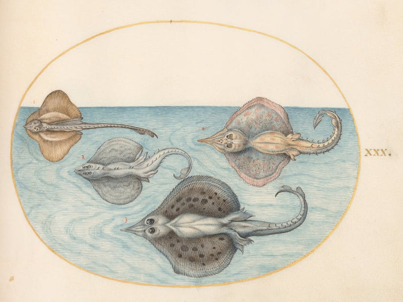 Aquatic And Shellfish Animals, Joris Hoefnagel