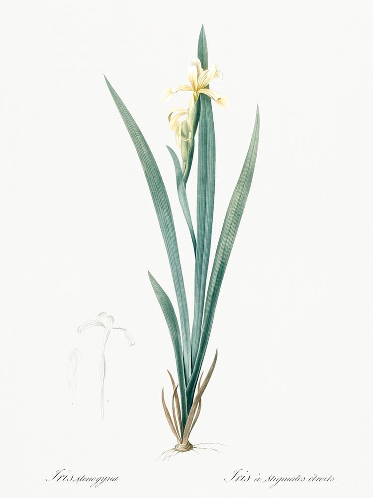 Yellow Banded Iris Illustration From Les Liliacées (1805), Pierre Joseph Redoute