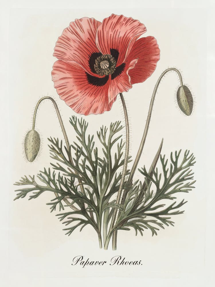 Papaver Rhoeas Botanical Illustration - Red Poppy Flower
A classic botanical illustration of the Papaver Rhoeas, or red poppy, featuring vibrant petals and delicate foliage. This artwork brings timeless charm and a touch of natural beauty to any space.
Ideal for a kitchen, study, or living room, adding a hint of vintage botanical elegance.