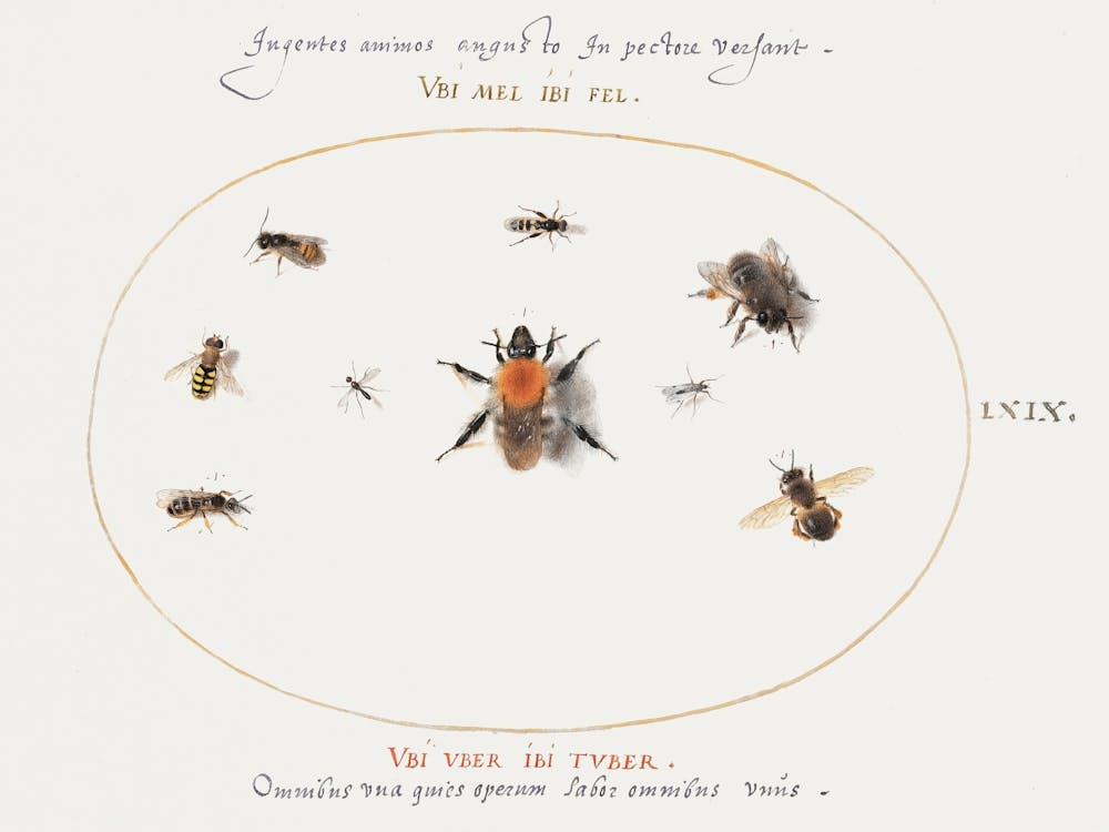 Nine Bees And Other Insects (1575–1580), Joris Hoefnagel