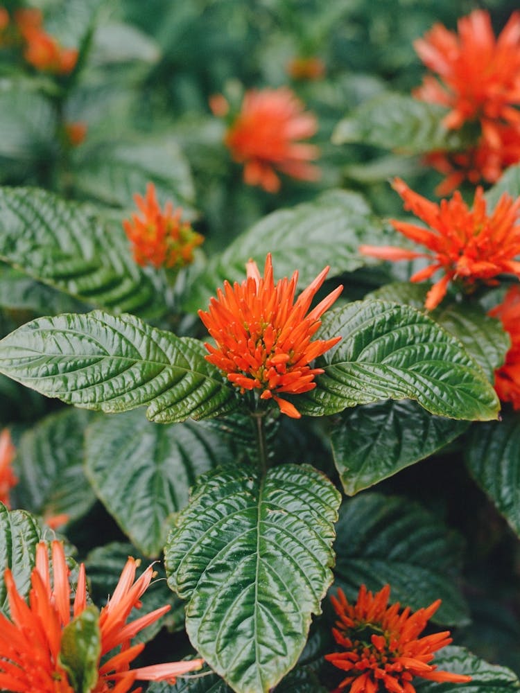 Texas Blooms on Film